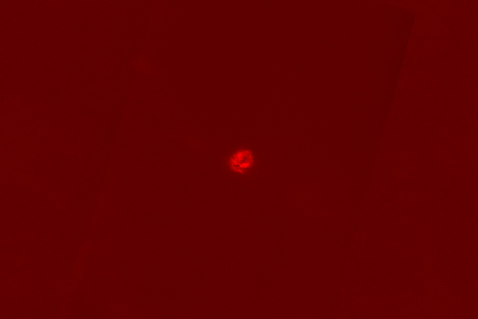 IC 5146